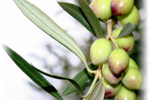 Small olives Koroneiki
